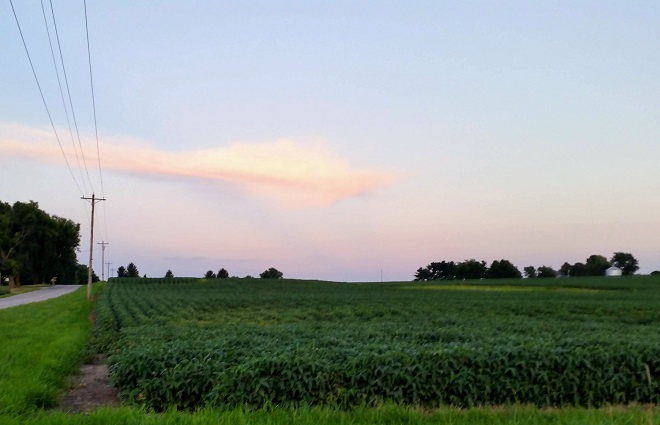 Soybean Field Near Rensselaer, Indiana